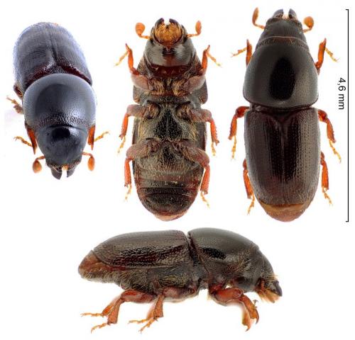 Réf. 263 103 : Scolytus sp.